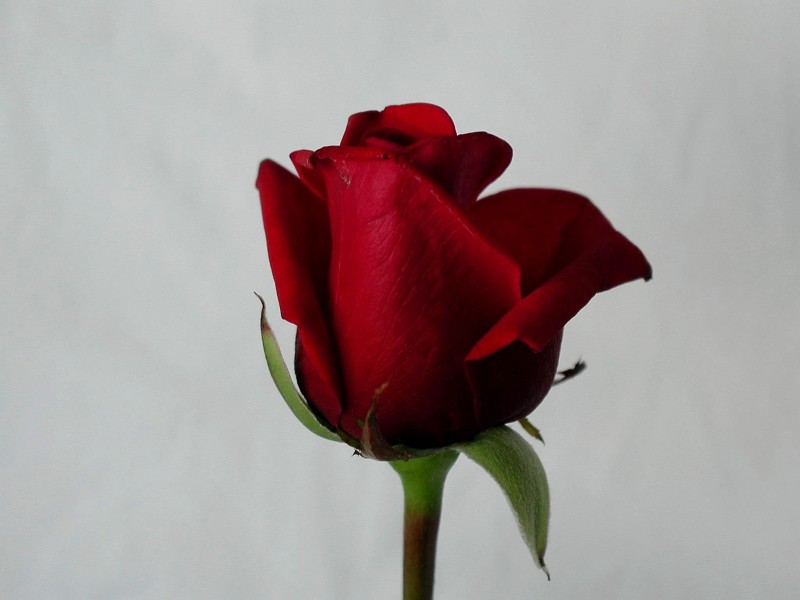 Rose red detailed image
