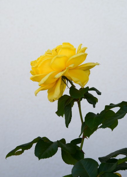 Rose September 2015-1