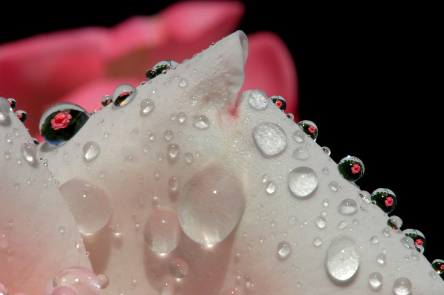 Rosen durch Wassertropfen fotografiert. 10