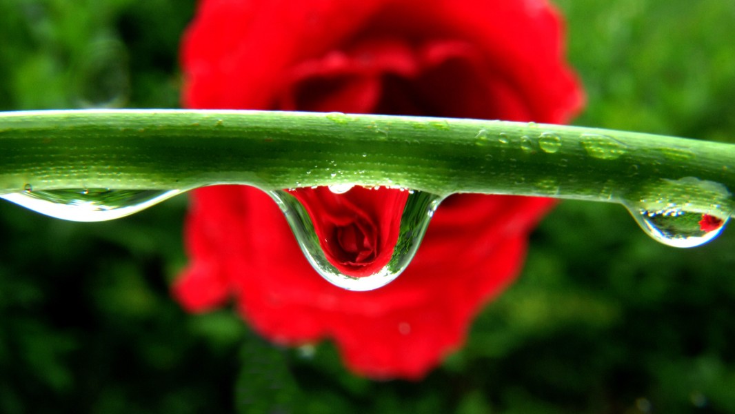 Rosen durch Wassertropfen fotografiert. 13