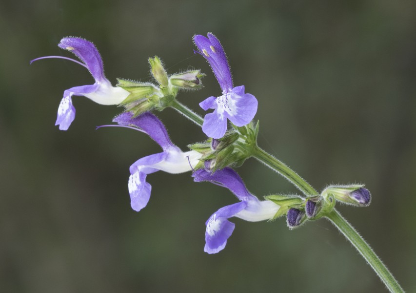 Salvia forsskaolei 1