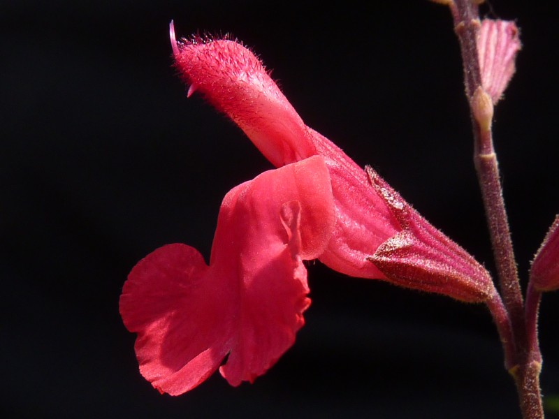 Salvia greggii 'Desert Blaze' J2