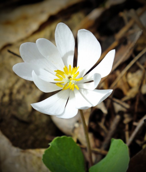 Sanguinaria canadensis William Penn State Forest