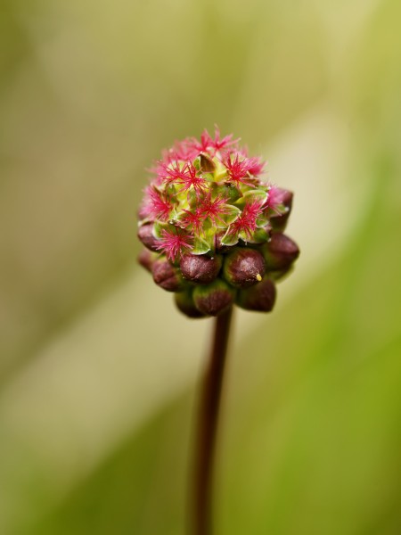 Sanguisorba minor (female flowers)