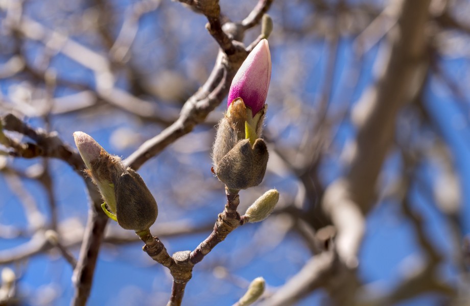 Saucer magnolia at the Brooklyn Botanic Garden (81274s)