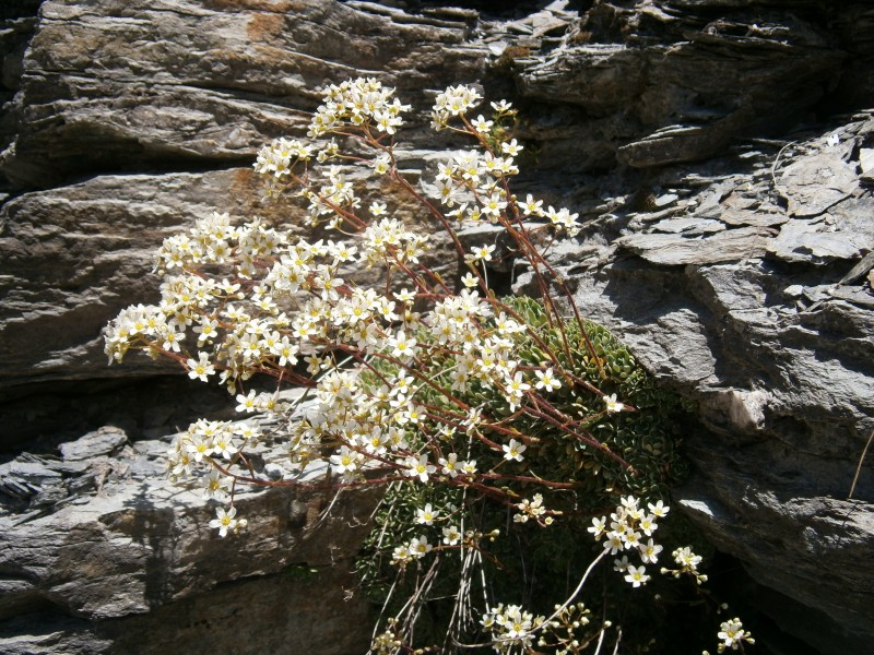 Saxifraga paniculata01