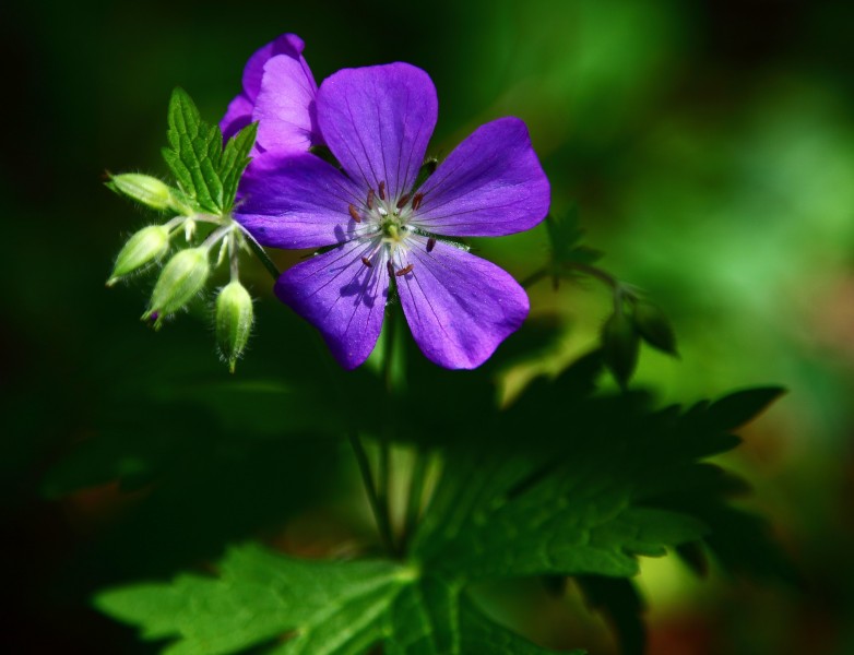 Small-blue-forest-flower - Virginia - ForestWander