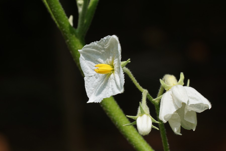 Solanum melongena 03458