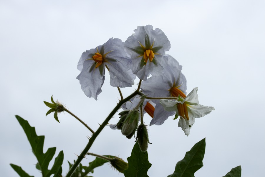 Solanum sisymbriifolium. Locatie De Kruidhof 01