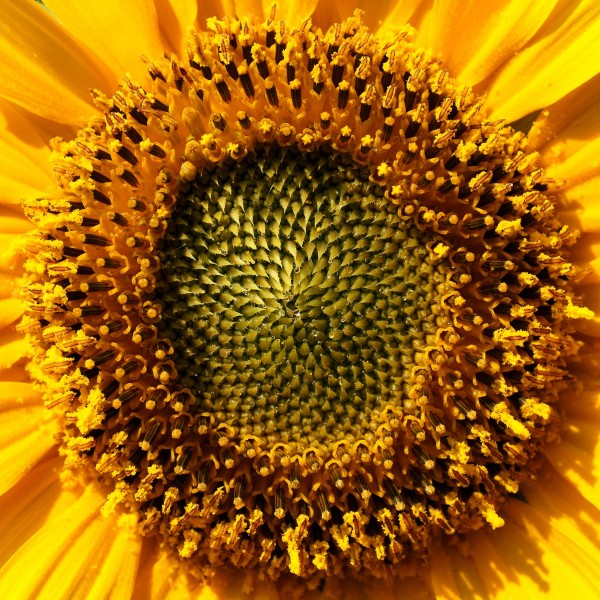 Sonnenblume Helianthus 2