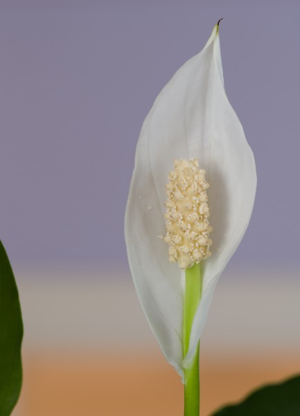 Spathiphyllum-Flower