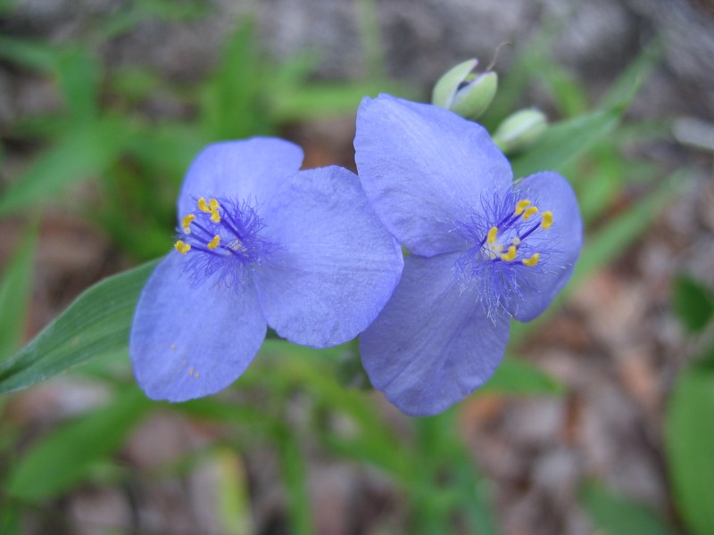 Spiderwort Blue Flower 1