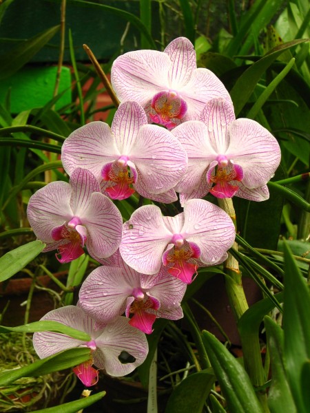 Sri Lanka - Kandy Botanical Garden - Orchids - 05 (1756632367)