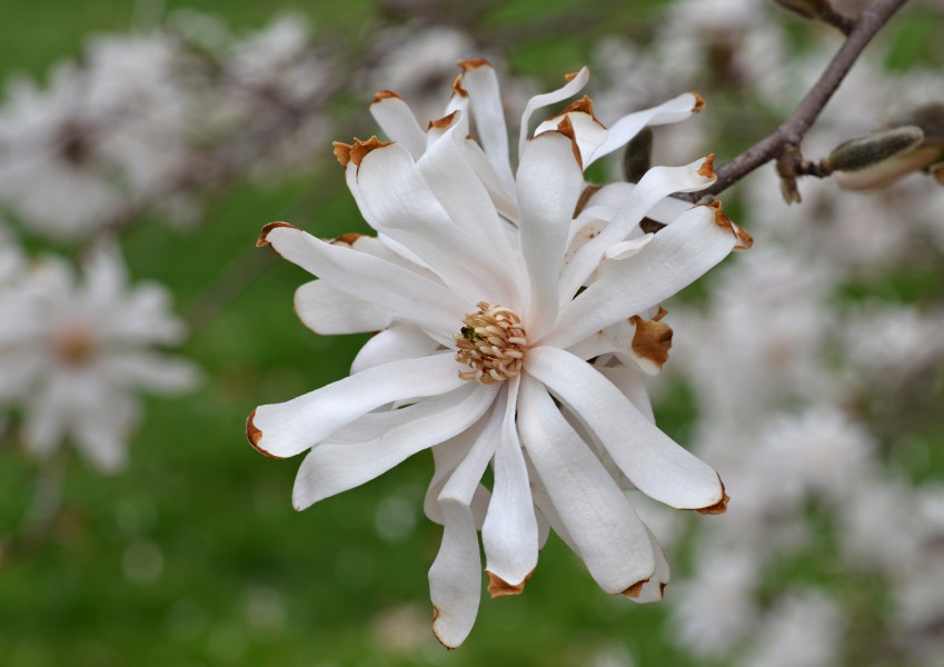 Star Magnolia Magnolia stellata 'Royal Star' Flower Medium DoF