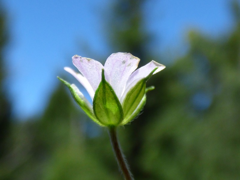 Starr-170304-0349-Geranium homeanum-flower sepals three veins-Lower Waiohuli Trail Polipoli-Maui (33382684975)