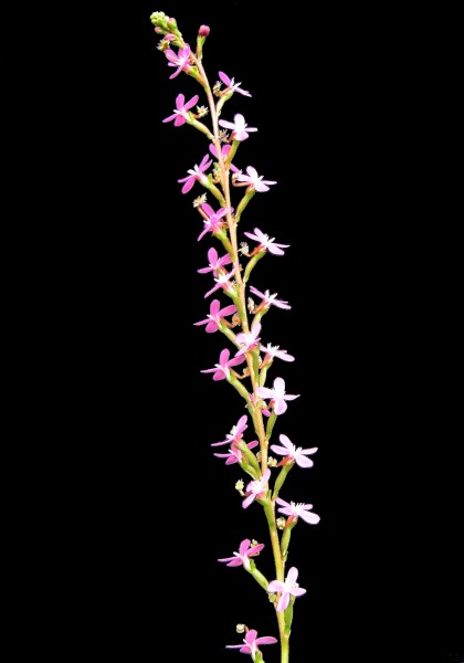 Stylidium graminifolium Inflorescence