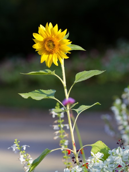 Sunflower - Toulouse - 2012-09-07