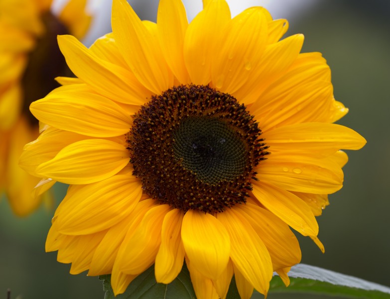 Sunflower 2 (6086040299)