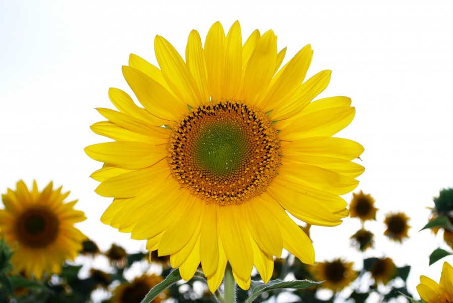 Sunflower at Himawari no sato