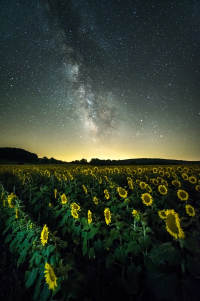 Sunflower field Milky Way
