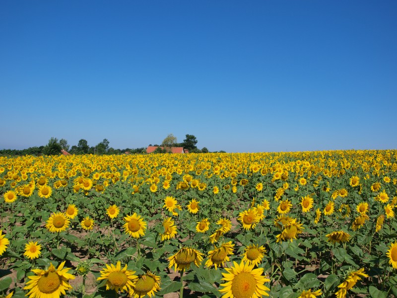 Sunflower fields in Šumadija