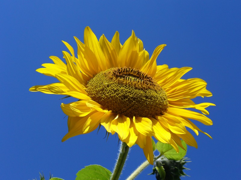 Sunflower from Silesia