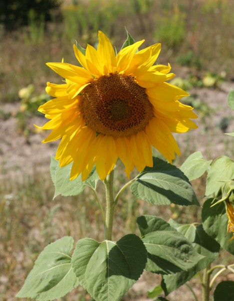 Sunflower head 2015 G2
