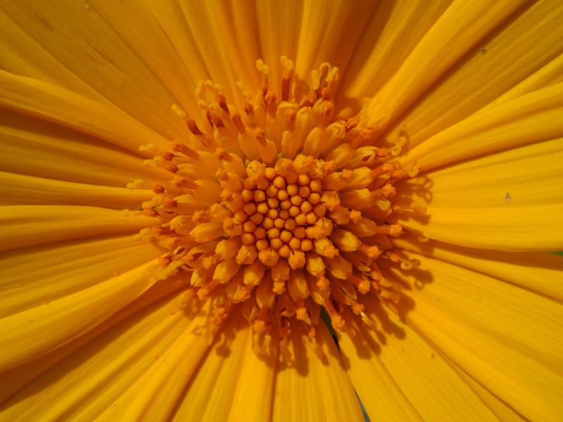 Sunflower perumathura