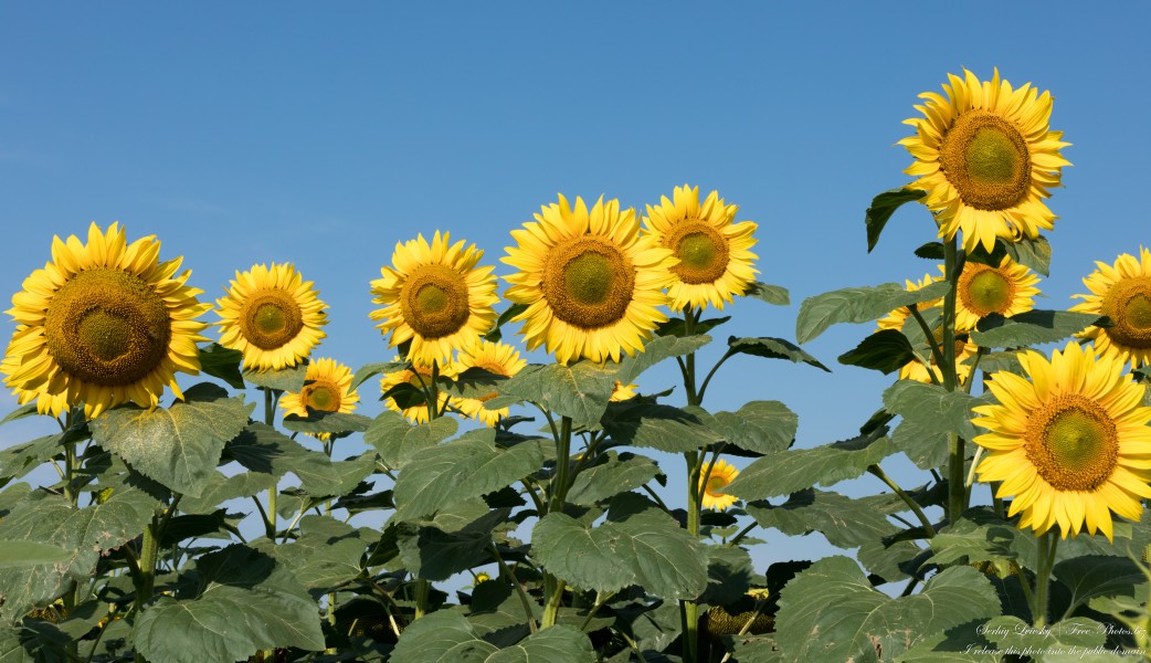 sunflowers in Rivne region of Ukraine photographed in August 2023 by Serhiy Lvivsky, picture 1