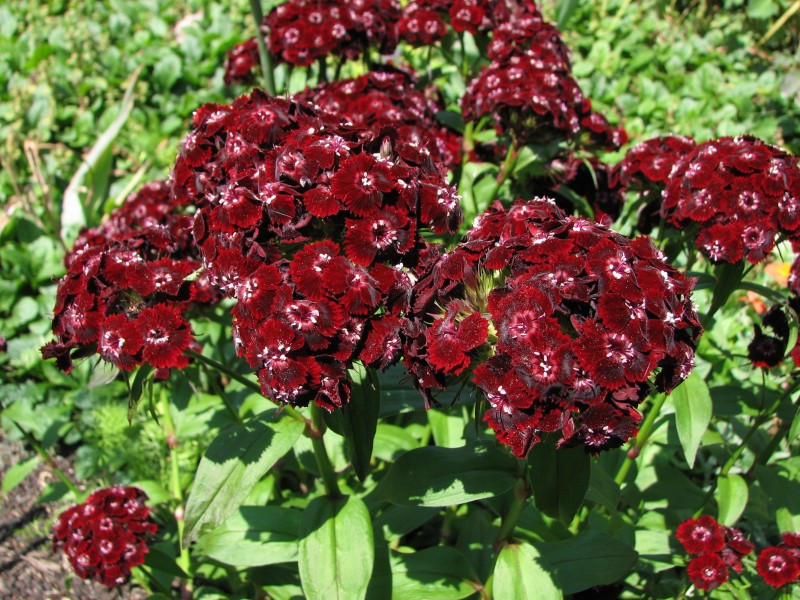 Sweet William Dianthus barbatus 'Heart Attack' Flowers 2816px