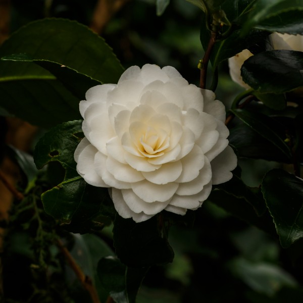 Tere schoonheid van de Camellia × williamsii 'Jury's Yellow' bloem. Locatie, Tuinreservaat Jonker vallei 05