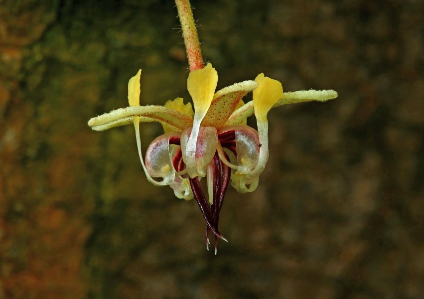 Theobroma cacao flower 01