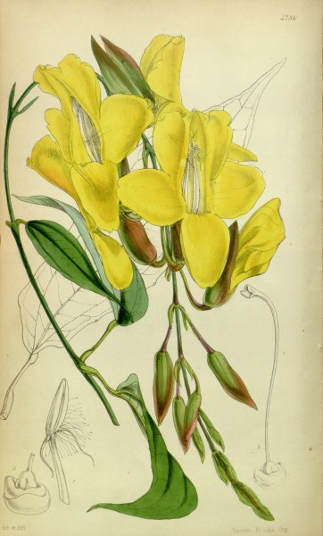 Thunbergia mysorensis Bot. Mag. 80. 4786. 1854