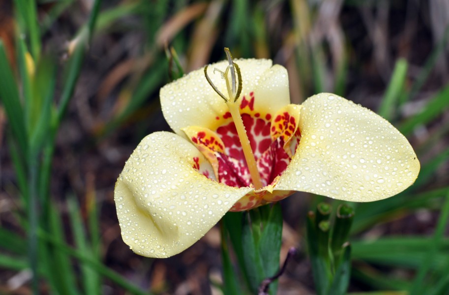 Tigridia pavonia flower