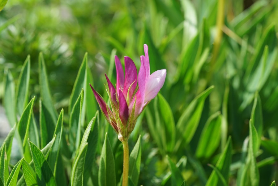 Trifolium Alpinum - Alpine Flora