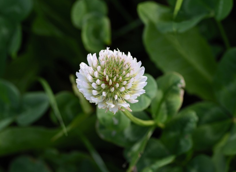 Trifolium April 2013-3