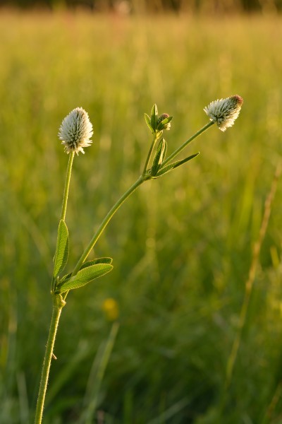 Trifolium montanum - mägiristik