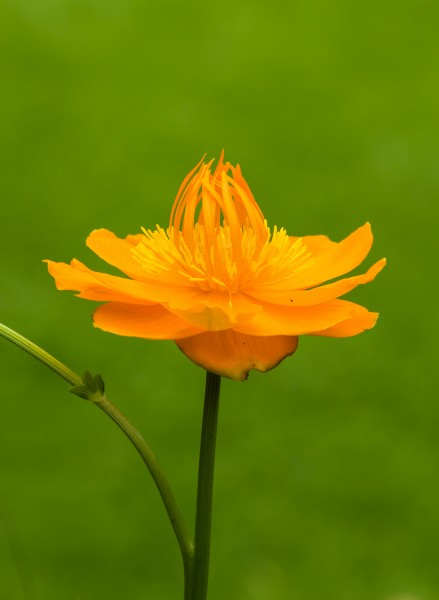 Trollius chinensis 'Golden Queen', opvallende bloem met warme oranjeachtige kleur. Locatie, Tuinreservaat Jonkervallei 02