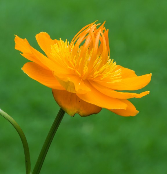 Trollius chinensis 'Golden Queen', opvallende bloem met warme oranjeachtige kleur. Locatie, Tuinreservaat Jonkervallei 04