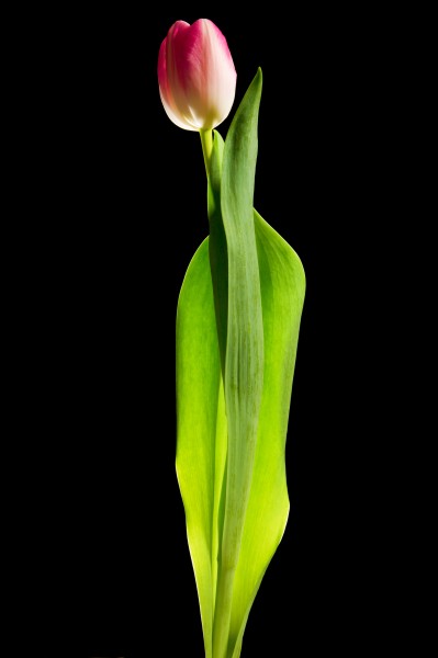 Tulip (5520572889)