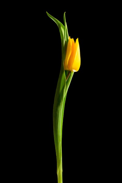 Tulip (5520573511)