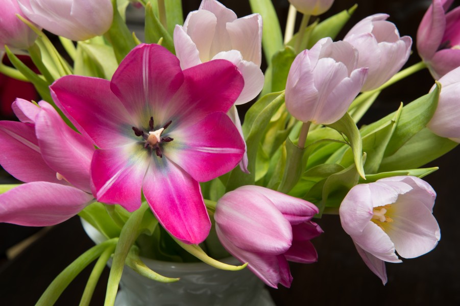 Tulip Bouquet (8555123165)