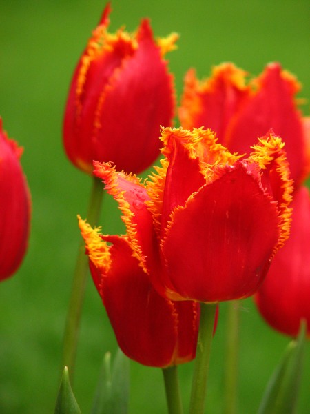 Tulip fringed cv. 100
