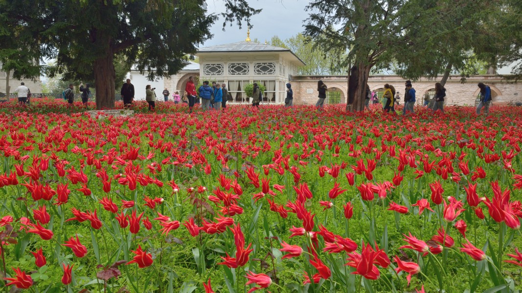 Tulip garden in Istanbul