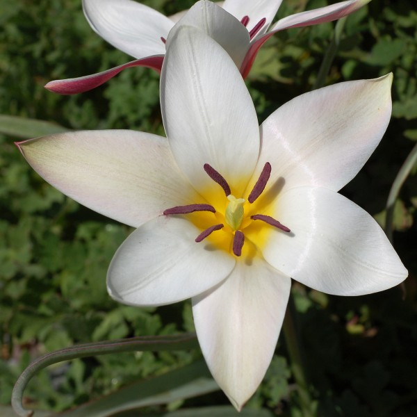 Tulip Tulipa clusiana 'Lady Jane' Rock Ledge Flower Edit 2000px