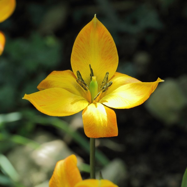 Tulipa orphanidea-IMG 0313