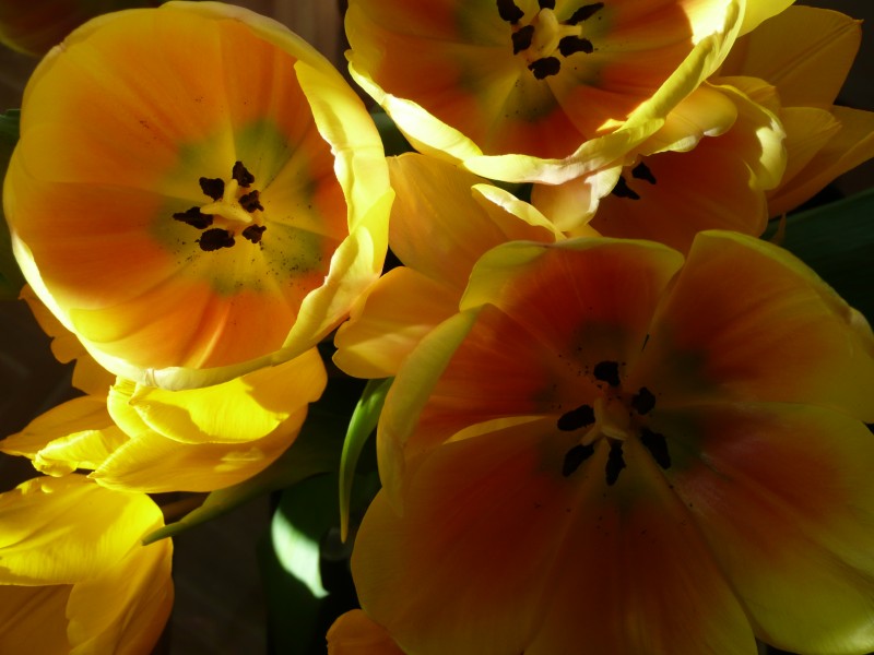Tulipani gialli