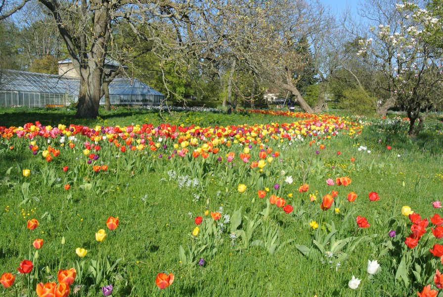 Tulips at Lund's Botanical Garden