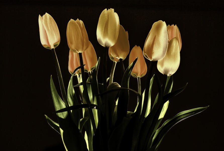Tulips at night light (8147134594)