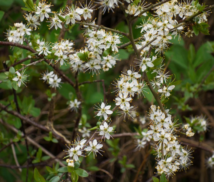 Twig with blackthorn flowers 2